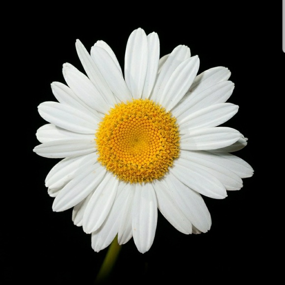 Meet your Posher, Jackie - Picture 1 of 1